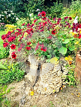 Blooming stump