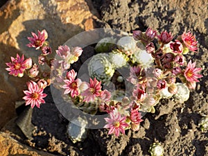 Blooming Succulent Plant