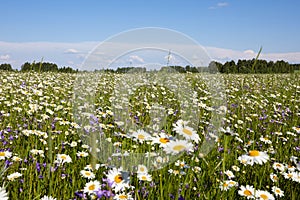 Blooming summer fields of flowers. Bright picture of herbs in summer