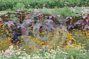 A blooming summer garden bed with high annuals photo