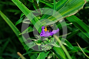 A blooming summer garden. Pollination of flowers by insects. Bumblebee Latin: Bombus on purple flowers Tradescantia Latin: