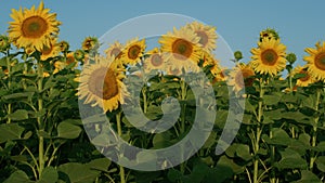 Blooming sunflower agriculture field on warm summer sunlight at countryside.