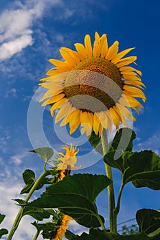 Blooming sunflower on a background of blue sky