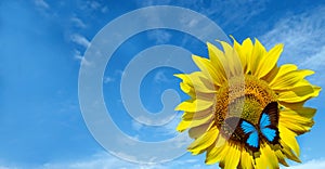 Blooming sunflower on a background of blue sky. beautiful blue butterfly on a flower. Butterfly Ulysses on flower. copy space