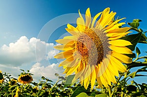 Blooming sunflower on a background of the blue sky