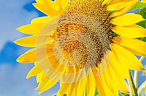 Blooming sunflower on a background of the blue sky