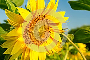 Blooming sunflower on a background of the blue sky