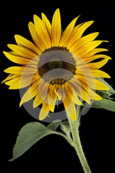 Blooming sunflower photo