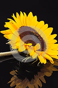 Blooming sunflower on black background with reflection