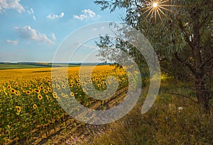 Blooming sunflower. A blue, clear day.