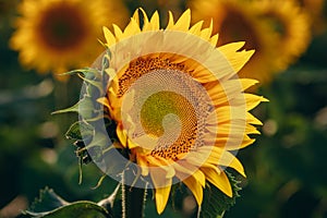 Blooming sunflower close-up.