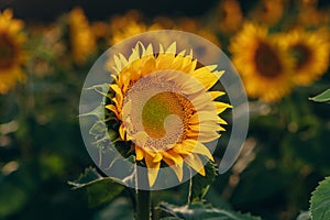 Blooming sunflower close-up.