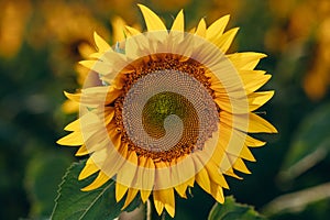 Blooming sunflower close-up.