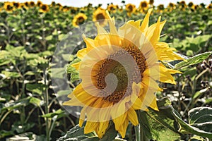 Blooming sunflower close-up on the background of the field