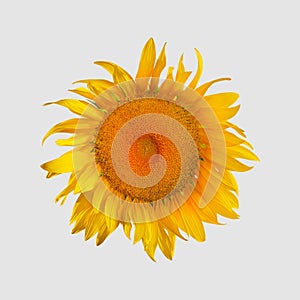 Blooming sunflower close-up with open yellow petals, top view, isolated on white background