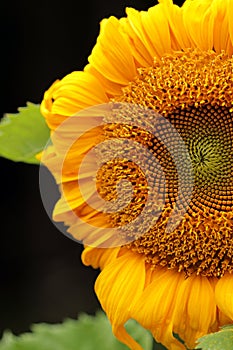 Blooming Sunflower closeup on black background