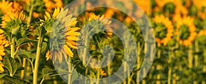 Blooming sunflower crops in cultivated field in summer