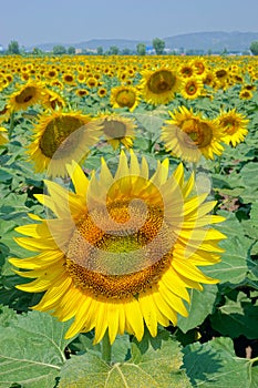 Blooming sunflower field