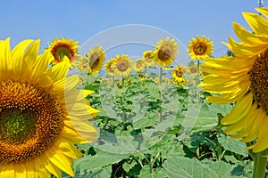 Blooming sunflower field