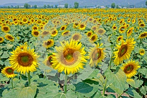 Blooming sunflower field