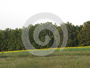 Blooming sunflower field