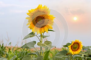 Blooming sunflower on field against the sky in the morning