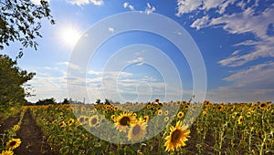 Blooming sunflower field in backlight against a blue sky and bright sun