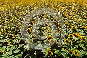 Blooming sunflower field high angle view