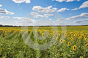 Blooming sunflower field in summer