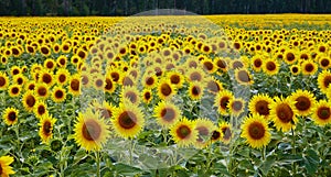 Blooming sunflower field in summer