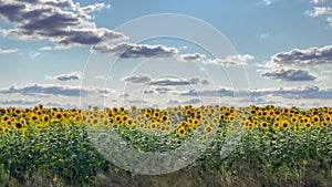 Blooming sunflower field during summer day with white clouds movement. Ukraine.