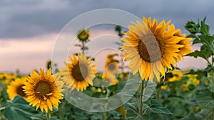 Blooming sunflower field at sunset time