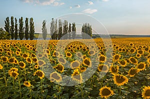 Blooming sunflower. Fields of flowers.