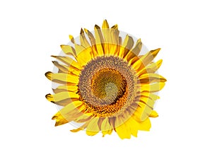 Blooming sunflower flower isolated on white background.