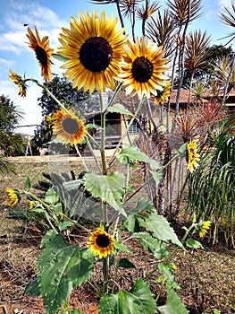 Blooming sunflower in the garden.