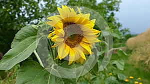 Blooming sunflower Helianthus annuus plant on field in summer time. Flowering bright yellow sunflower background. Rural scene