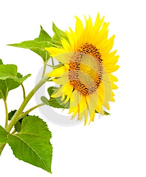 Blooming sunflower, isolated on white background