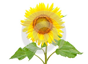 Blooming sunflower, isolated on white background