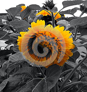 Blooming Sunflower With Metaphoric Black Leaves