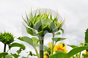 Blooming sunflower in natural environment, close-up