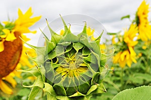 Blooming sunflower in natural environment, close-up