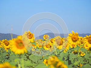 Blooming sunflower over blue sky background