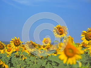 Blooming sunflower over blue sky background