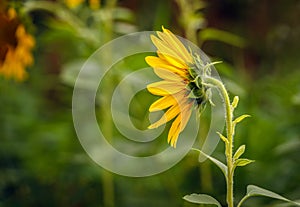 Blooming sunflower photographed from the side