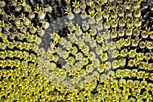 Blooming sunflower plant close up macro detail, natural organic