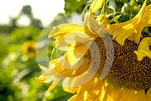 Blooming sunflower in sunny day on the sky background