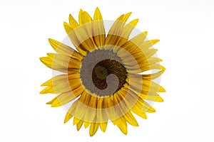Blooming sunflower on white photo