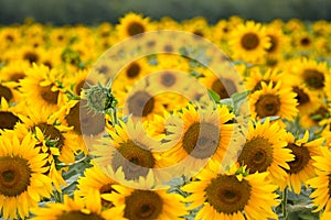 Blooming sunflowers