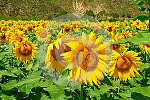 The blooming sunflowers