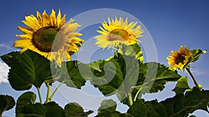 Blooming sunflowers